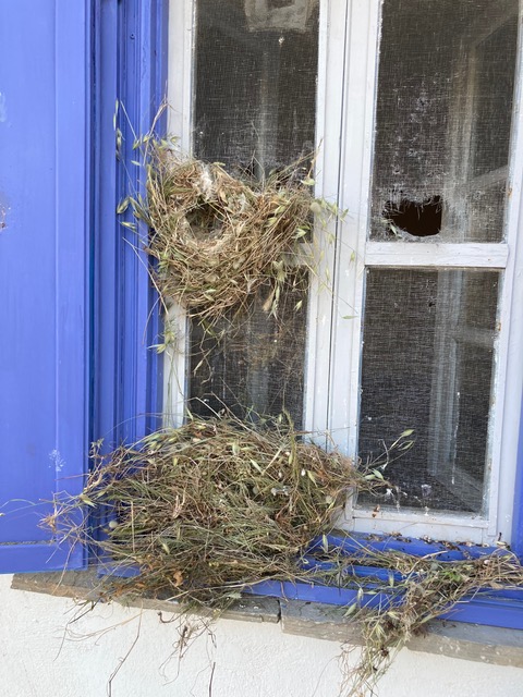 Huge nest in our bedroom window.