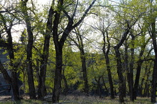 Cottonwood gallery forest, Oldman River, Alberta.