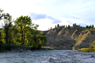 Cottonwood trees beside the Oldman River, Alberta.