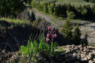 Three flowered avens, Oldman River valley, Alberta.