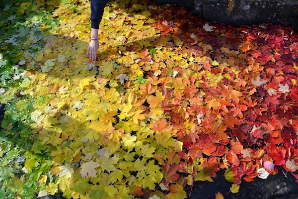 Tighem - Northern Michigan University artists’ leaf-work