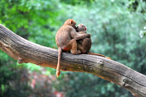 Friends on a limb. (Photo:  Hung Chung Chih/Shutterstock