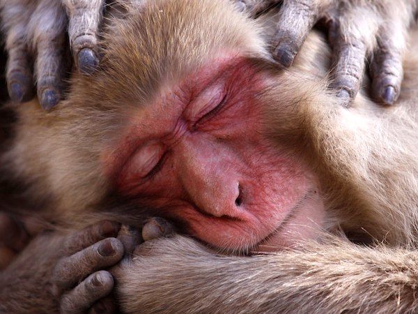 Macaque, Japan. (Photo by Lance McMillan.