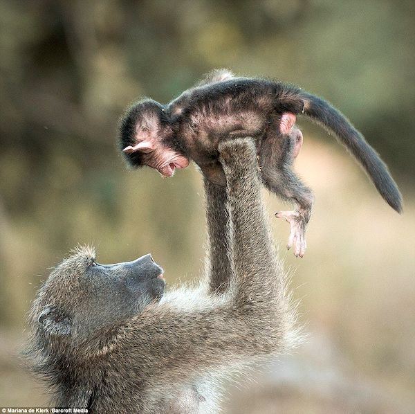 Mother and baby baboons. (Photo by Mariana de Klerk.)