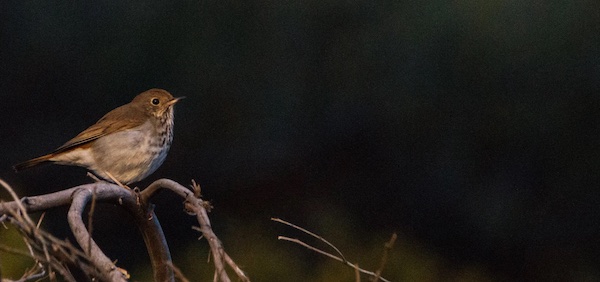 “Hermit Thrush At the Magic Hour.” (Photo: Emilie Chen. Image derives from “The Enchanter & The Hermit Thrush.”)