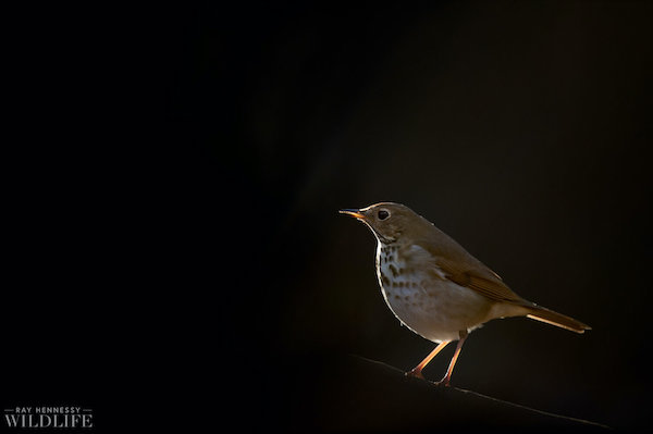 “Hermit Thrush on Black.”