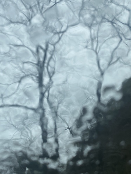 Nature through the car