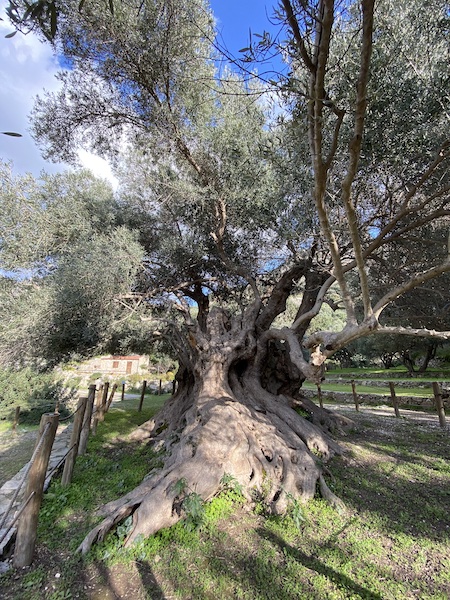 a 5000 year old olive tree