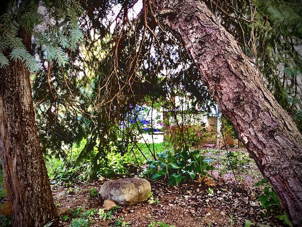 My sacred, safe space between and beneath the boughs of the tilting spruce and the aging pear tree in my own backyard.