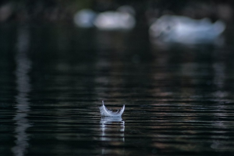 “Feather on the Lake,” Via Unsplash, by Andraz Lazic.