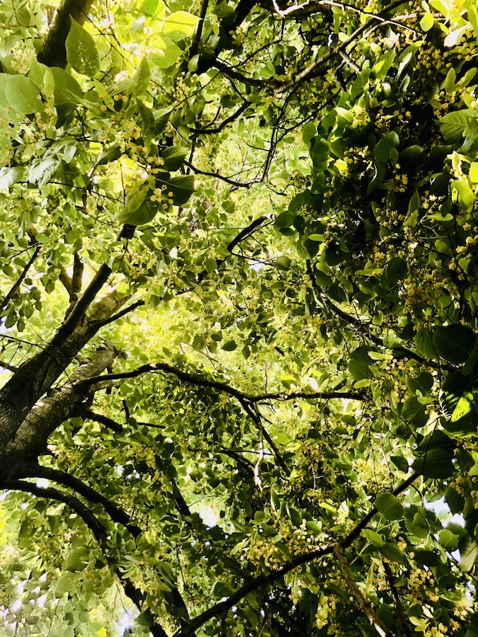 Still gazing up: a flowering linden tree.