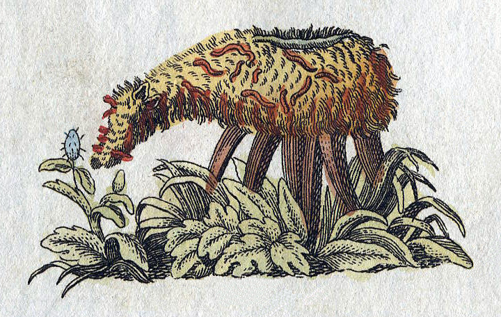 “The Vegetable Lamb,” by Friedrich Johann Justin Bertuch, 1806. (Image via Wikimedia Commons.) 