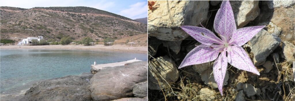 Aghios Georgios Beach (L) and The Sikinos Orchid (R).