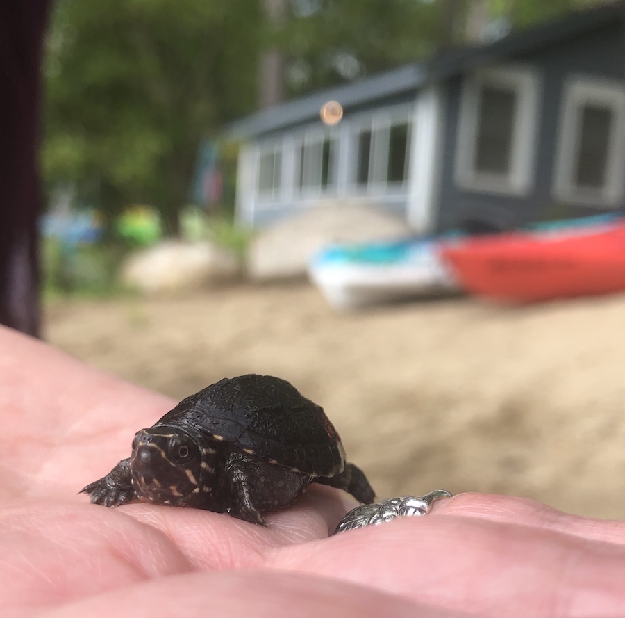 Baby musk turtle, Glen Lake NY, 2022.