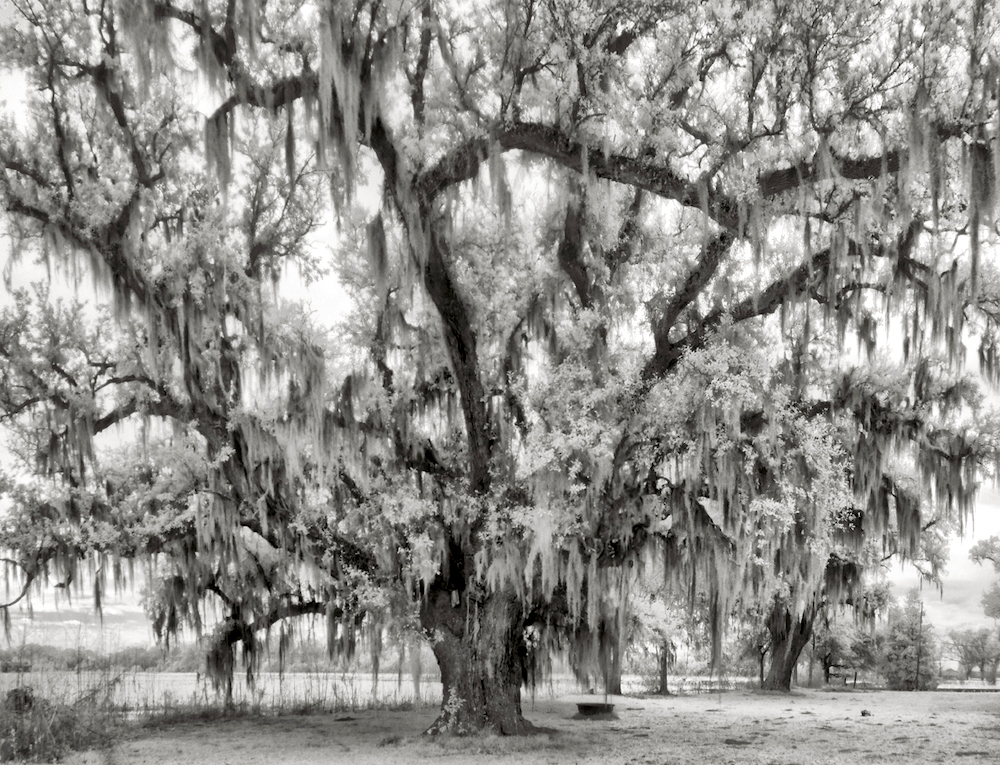 Louisiana live oak. (Photo: Lafourche Live Oak Tour (https://liveoaktour.com/2017/01/17/webre-oaks/).)