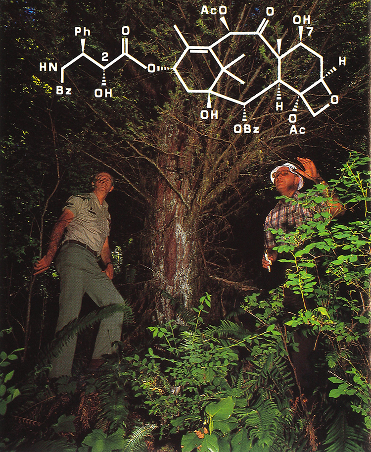 Above: The Taxol Molecule. BELOW: Forest Service Ranger Jim Riley (L) AND UW Chemistry Professor Heinz FLoss with the World Record Pacific Yew Tree. (Photo: Mary Levin/University of Washington Magazine.) 