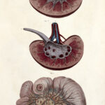 The structure of the jejunum and kidney, by William Home Lizars. (Photo: The Architectural Review.)