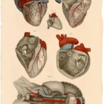 The Heart Displayed, by John Lizars.