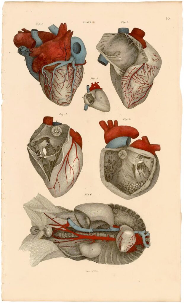 The Heart Displayed, by John Lizars.