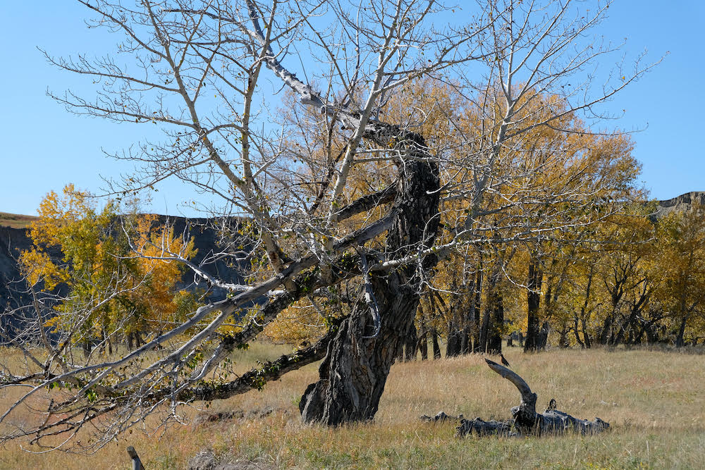 The Goose Tree: one tree, one place, countless stories. (Photo: Kevin Van Tighem.)