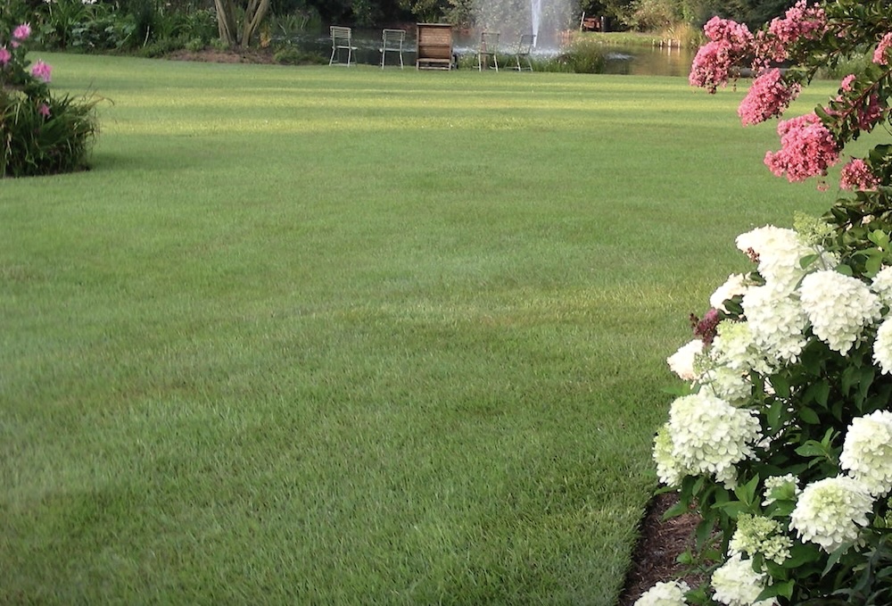 Fancy grass. (Photo: Jenks Farmer.)