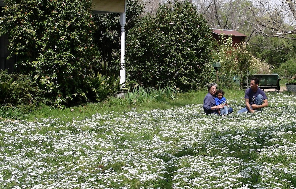 Guilt-free lawn diversity. (Photo: Jenks Farmer.)