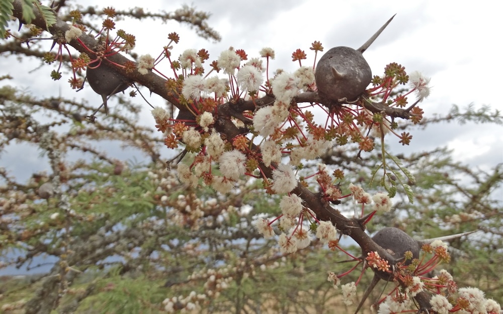 Flowers of the whistling thorn tree (Vachellia drepanolobium) photographed near Nanyuki, Kenya.