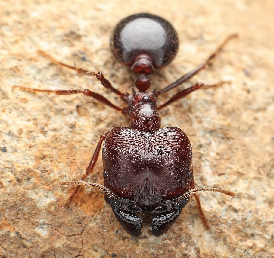 Pheidole megacephala, one of the world's worst invasive ant species. (Photo: Kramthenik27/Wikimedia Commons.)