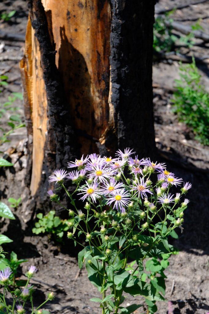 Blossoms in the ashes. (Photo: Kevin Van Tighem.)