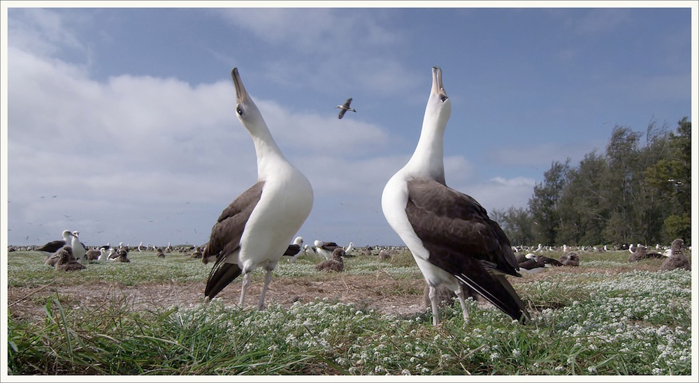 “Laysan Albatross Mating Dance” (still frame from the film “Albatross,” 2018).