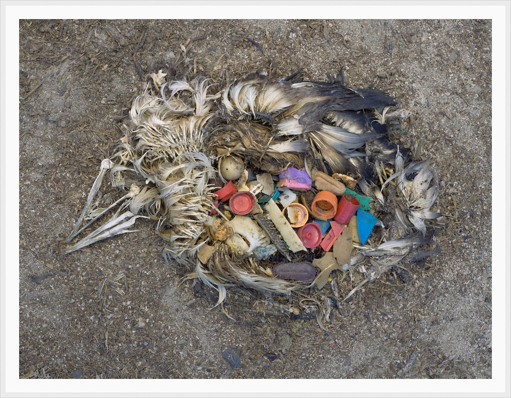 “Unaltered Remains of a Laysan Albatross Fledgling,” Midway Island, 2009; from my series titled “Midway, Message from the Gyre.”