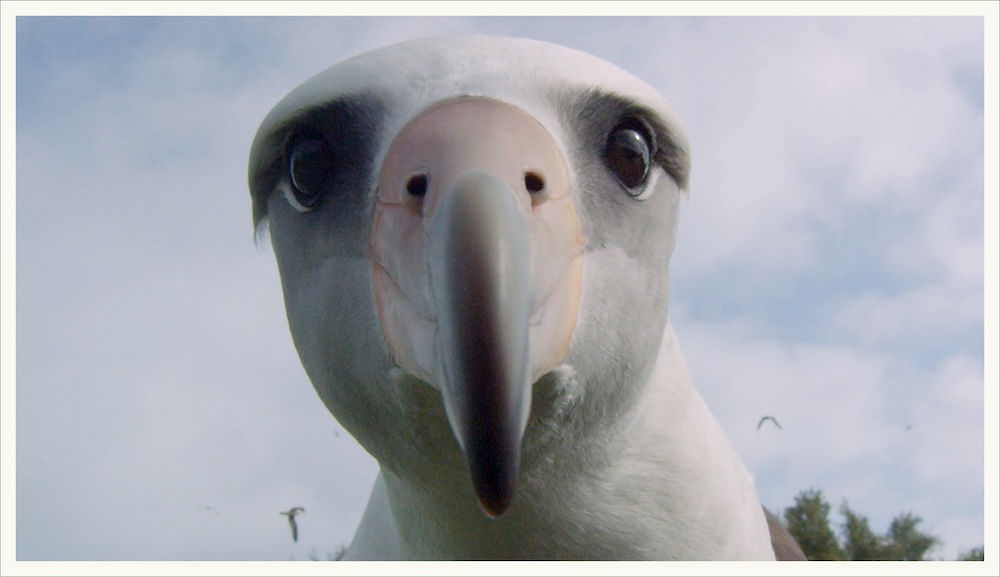 “Curious Laysan Albatross” (still frame from the film “Albatross,” 2018).