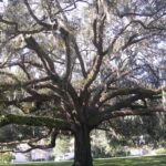 Live oak festooned with Spanish Moss. (Photo: Wikimedia Commons.)