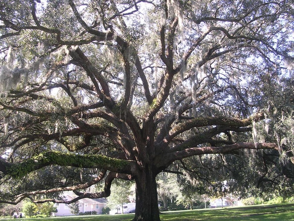 Live oak festooned with Spanish Moss. (Photo: Wikimedia Commons.)