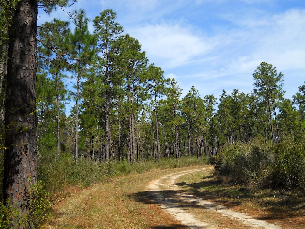 Longleaf, slash, and loblolly pines in DeSoto National Forest, Stone County, Mississippi. (Photo: Wikimedia Commons/ Woodlot.)
