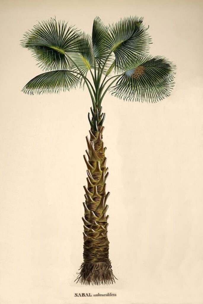 Sabal palmetto from Carl Friedrich Philipp von Martius’s Historia naturalis palmaru. (Image: Wikimedia Commons.)