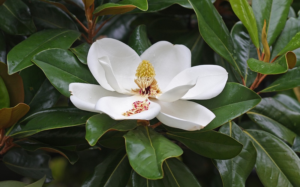 White Magnolia grandiflora (Southern Magnolia) flower on tree, Duke University campus, Durham, North Carolina. (Photo: Wikimedia Commons/DavetheMage.