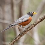 Adult robin making an alarm call. (Photo: Wikimedia.)