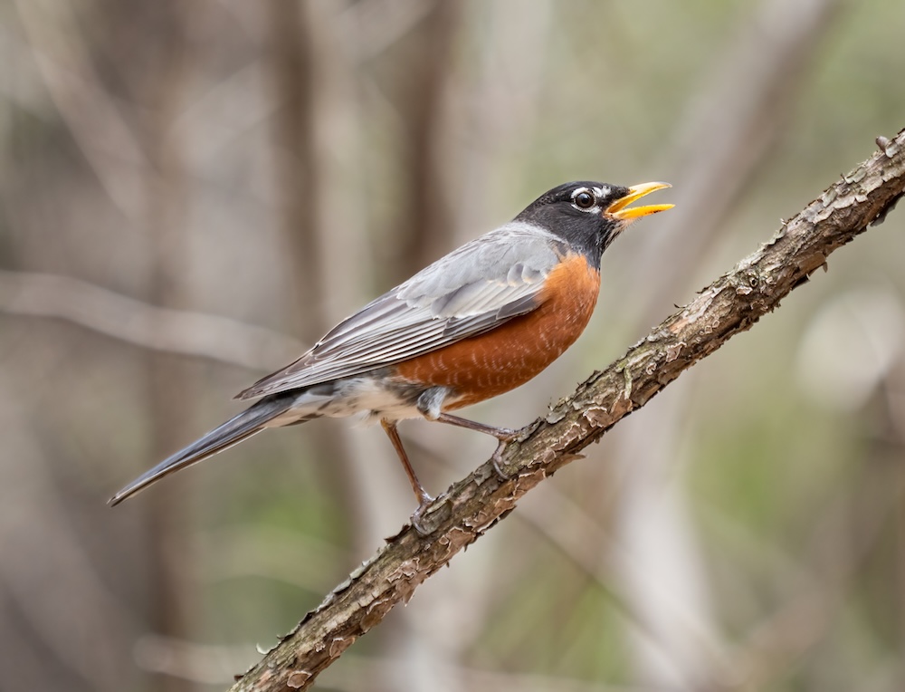 Adult robin making an alarm call. (Photo: Wikimedia.)