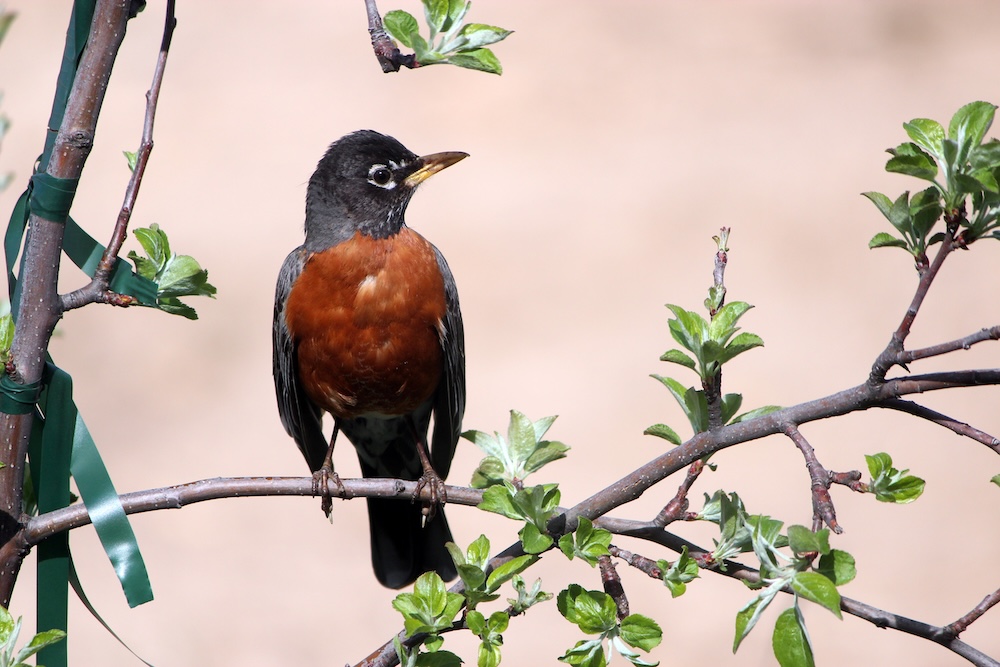 Robin perching. (Photo: Wikimedia/ Arustleund.)