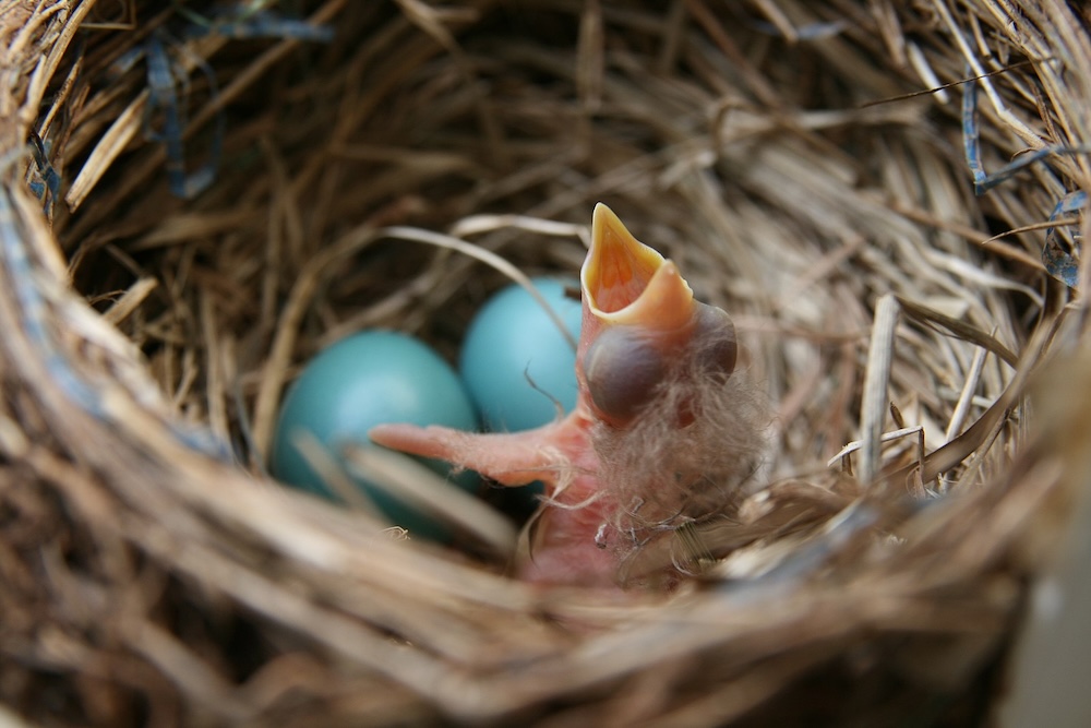 Robin’s nest. (Photo: Wikimedia/ Dmarquard.)