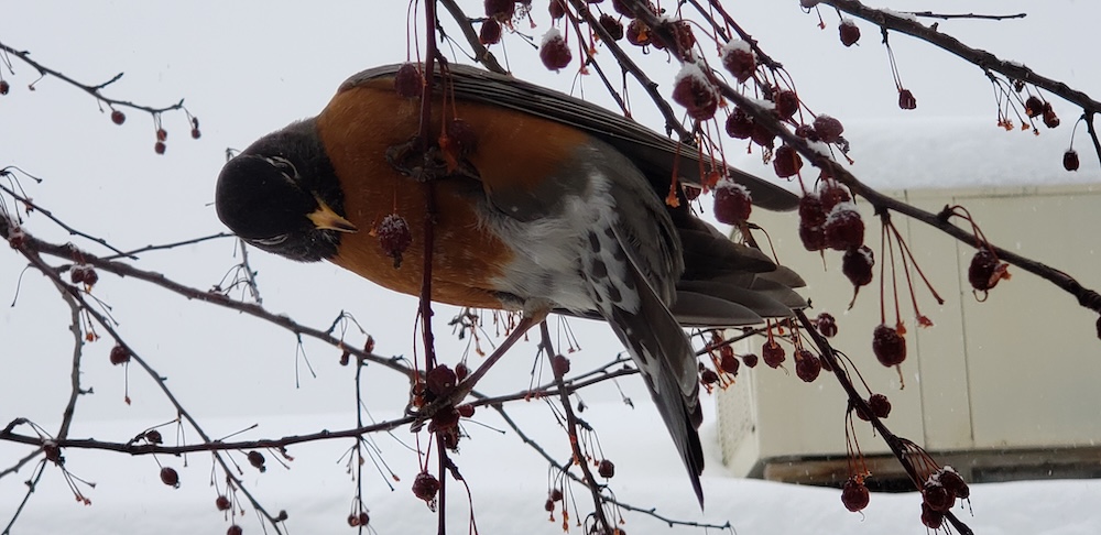 Turdus migratorius feeding on crabapples, Durango, Colorado. (Photo: Wikimedia/ Why can't i get a cow.)