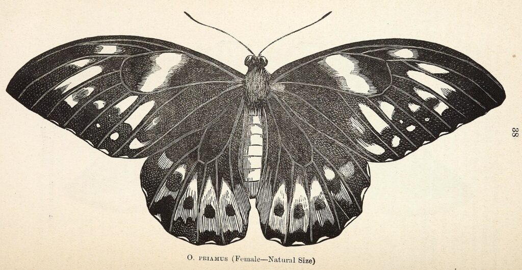 From Australian Butterflies: A Brief Account of the Native Families, 1989. (Source: Wikimedia Commons/Natural History Association of New South Wales; Olliff, A. Sidney.)